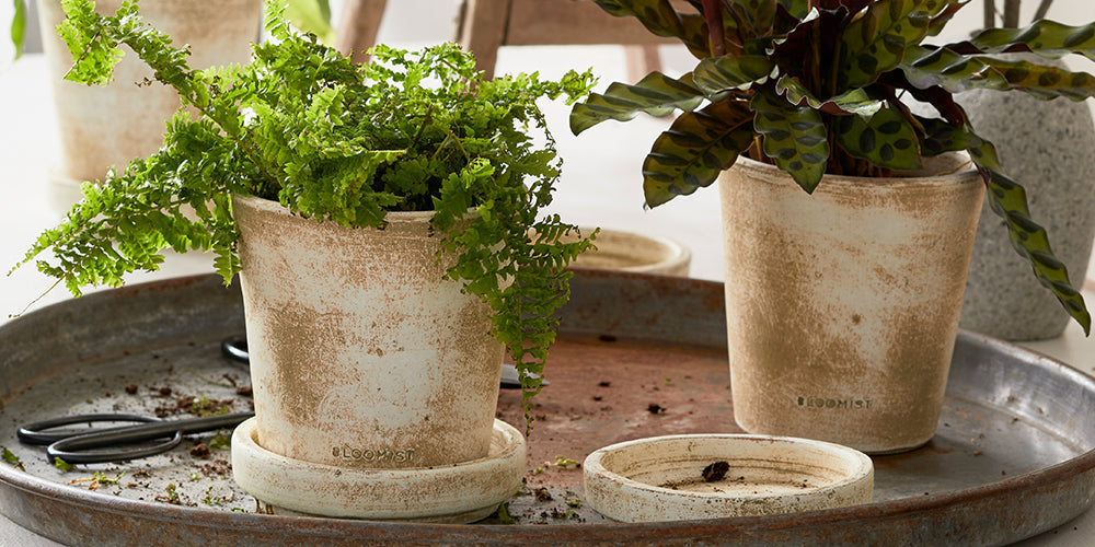 large white pots for indoor plants Campania Darrowby Planter, Set of 3 - 8929-1303