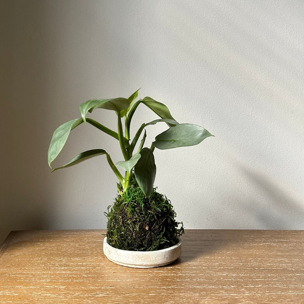 silver arrow philodendron Silver Sword Kokedama