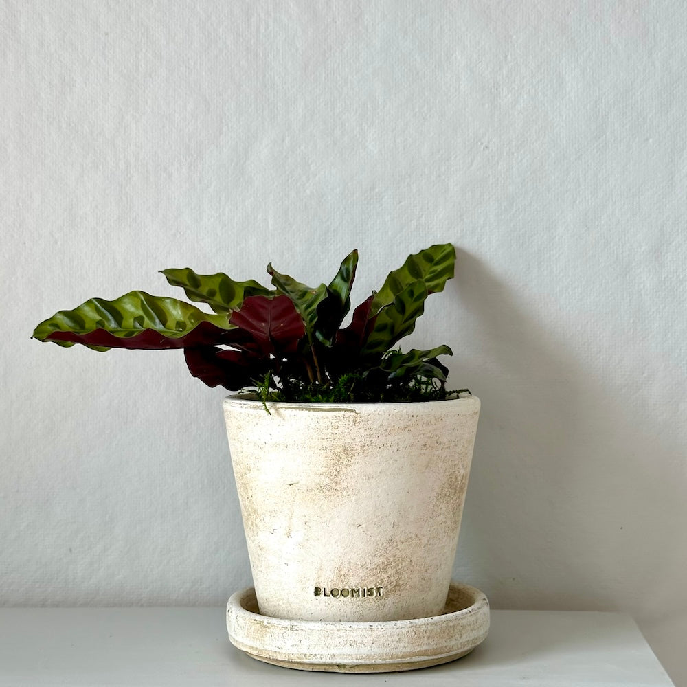 rattlesnake in potted plant Calathea Rattlesnake, Potted