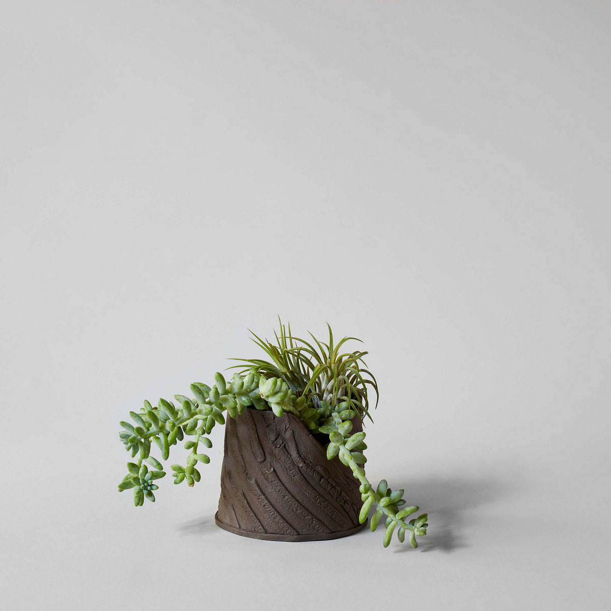 bark for succulents Bark Planter