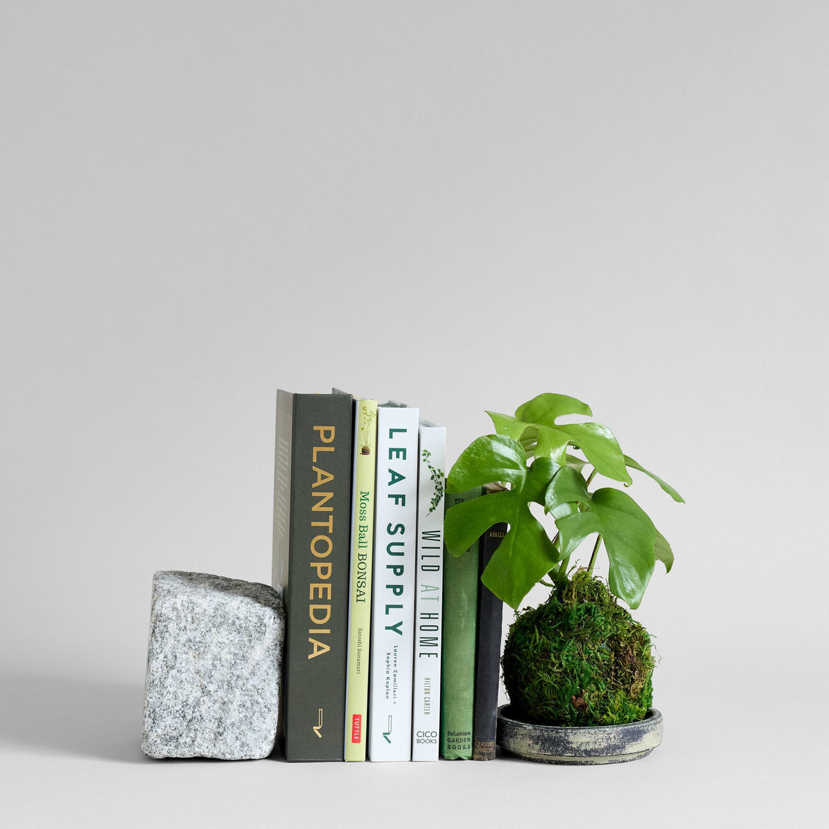 monstera deliciosa kokedama Split Leaf Monstera