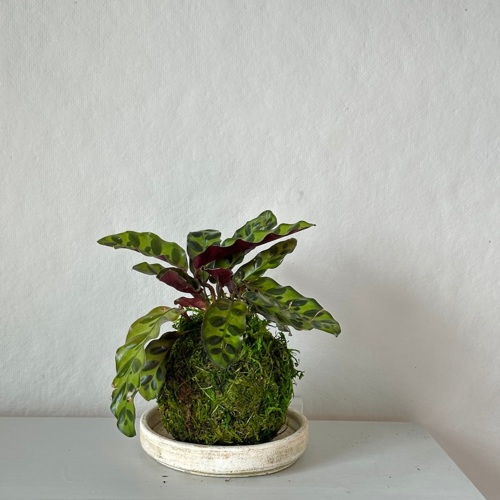 rattel snake plant Rattlesnake Kokedama