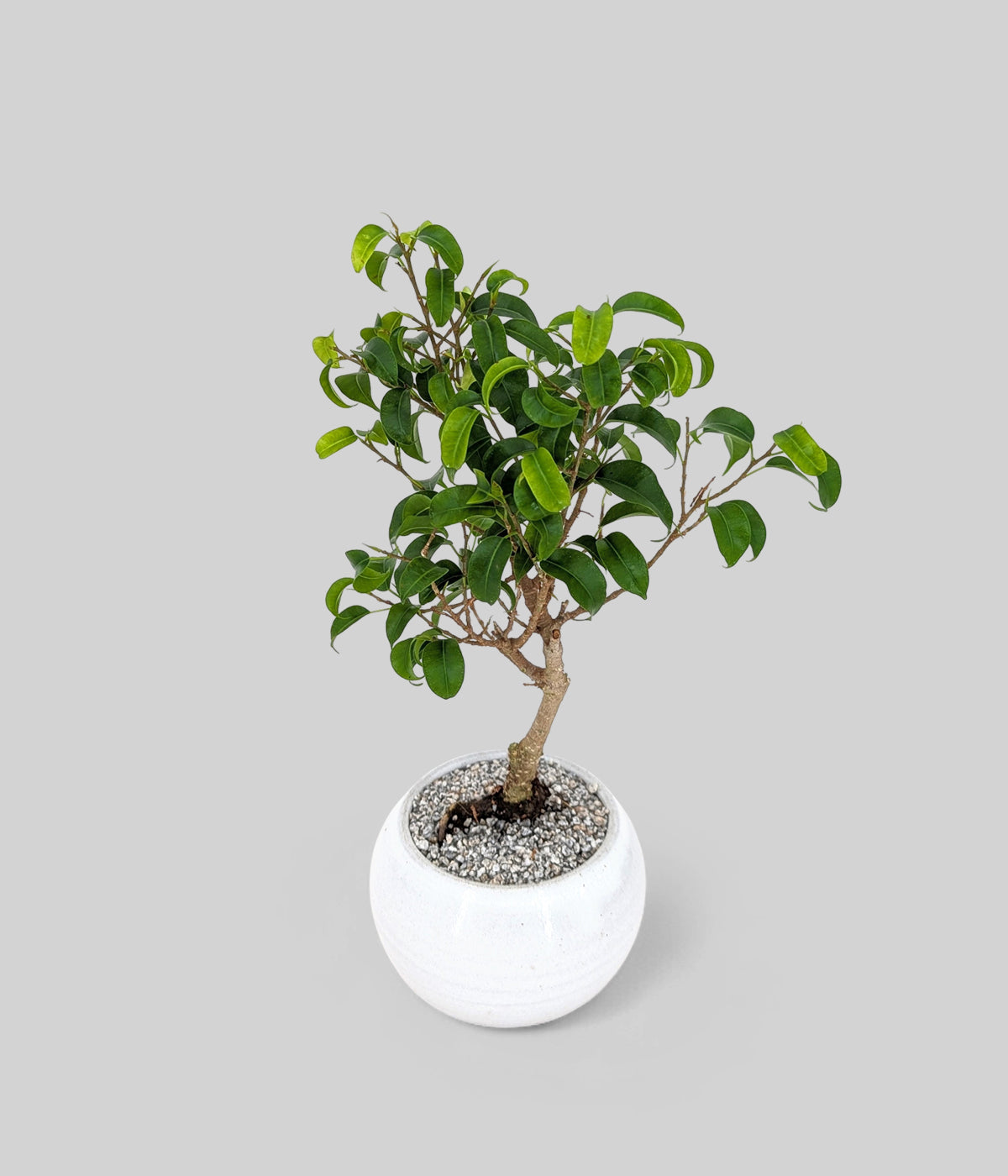 banyan bonsai tree Dwarf Banyan Bonsai Tree