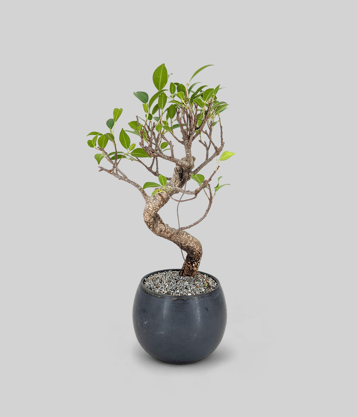 Chinese Banyan Bonsai Tree for Home and Office