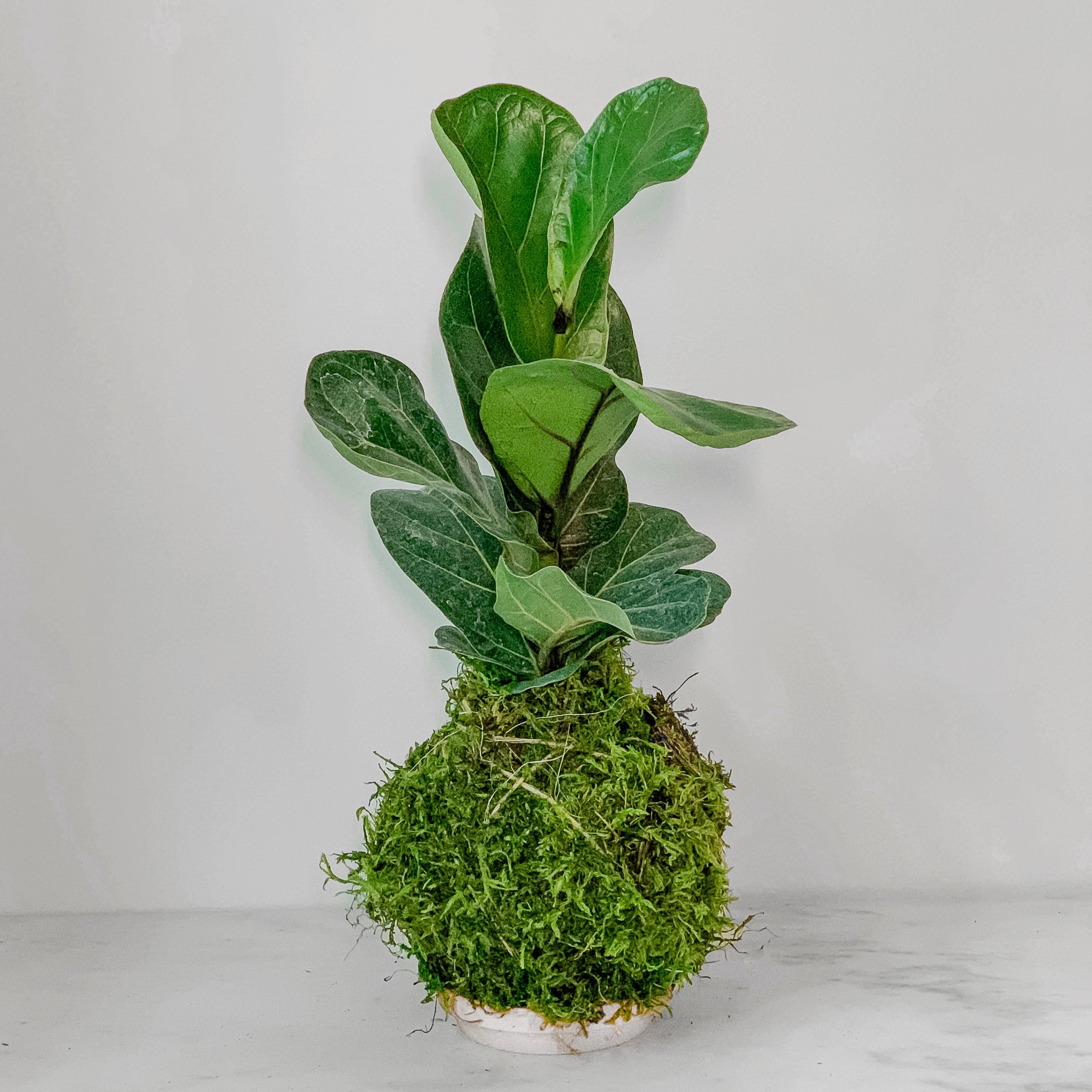 fiddle leaf fig plant artificial Fiddle Leaf Fig