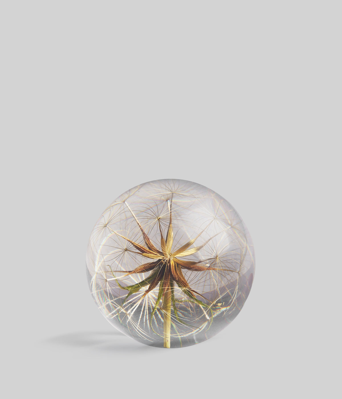 Real Goatsbeard Flower Paperweight | Resin Paperweight