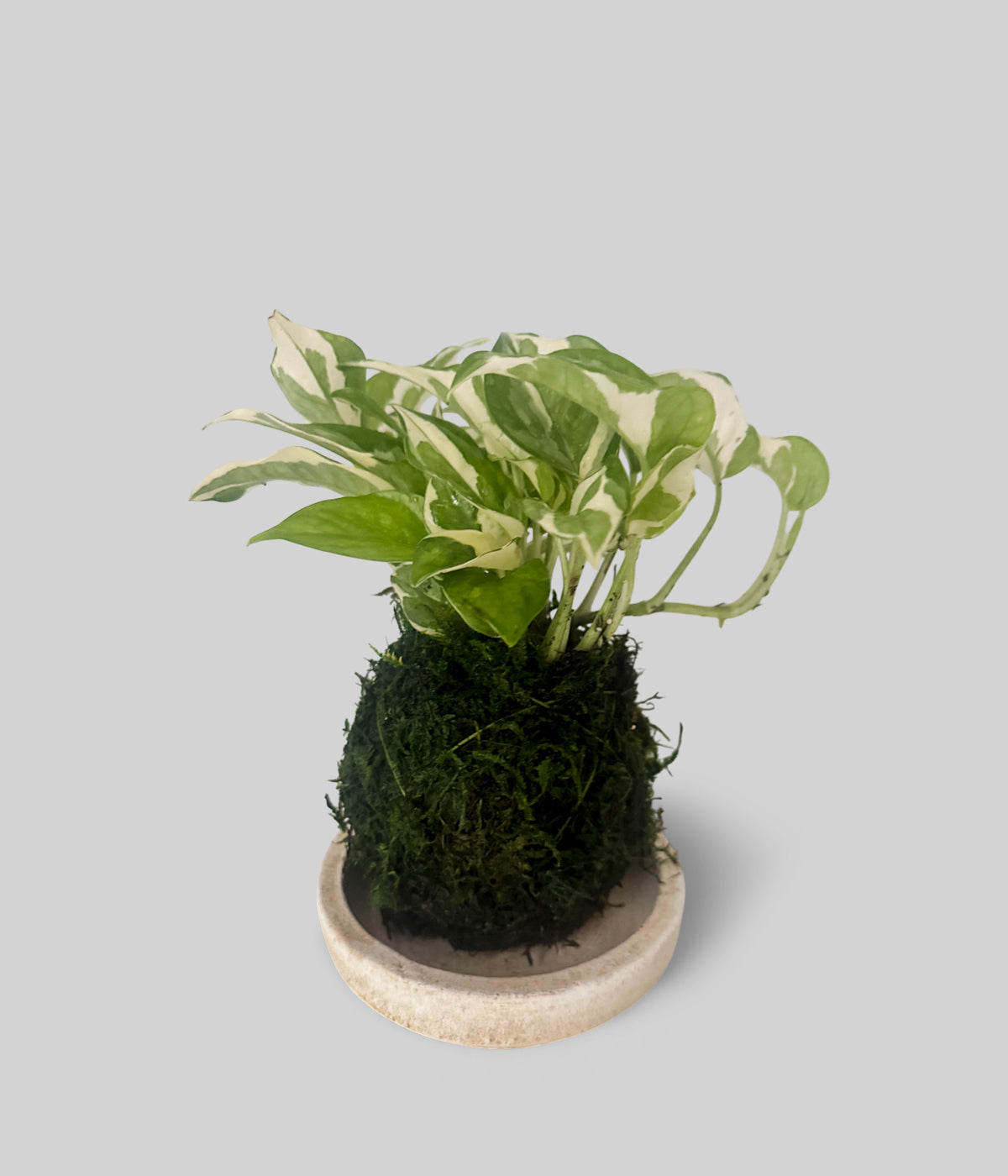 'Pearls and Jade' Pothos Kokedama