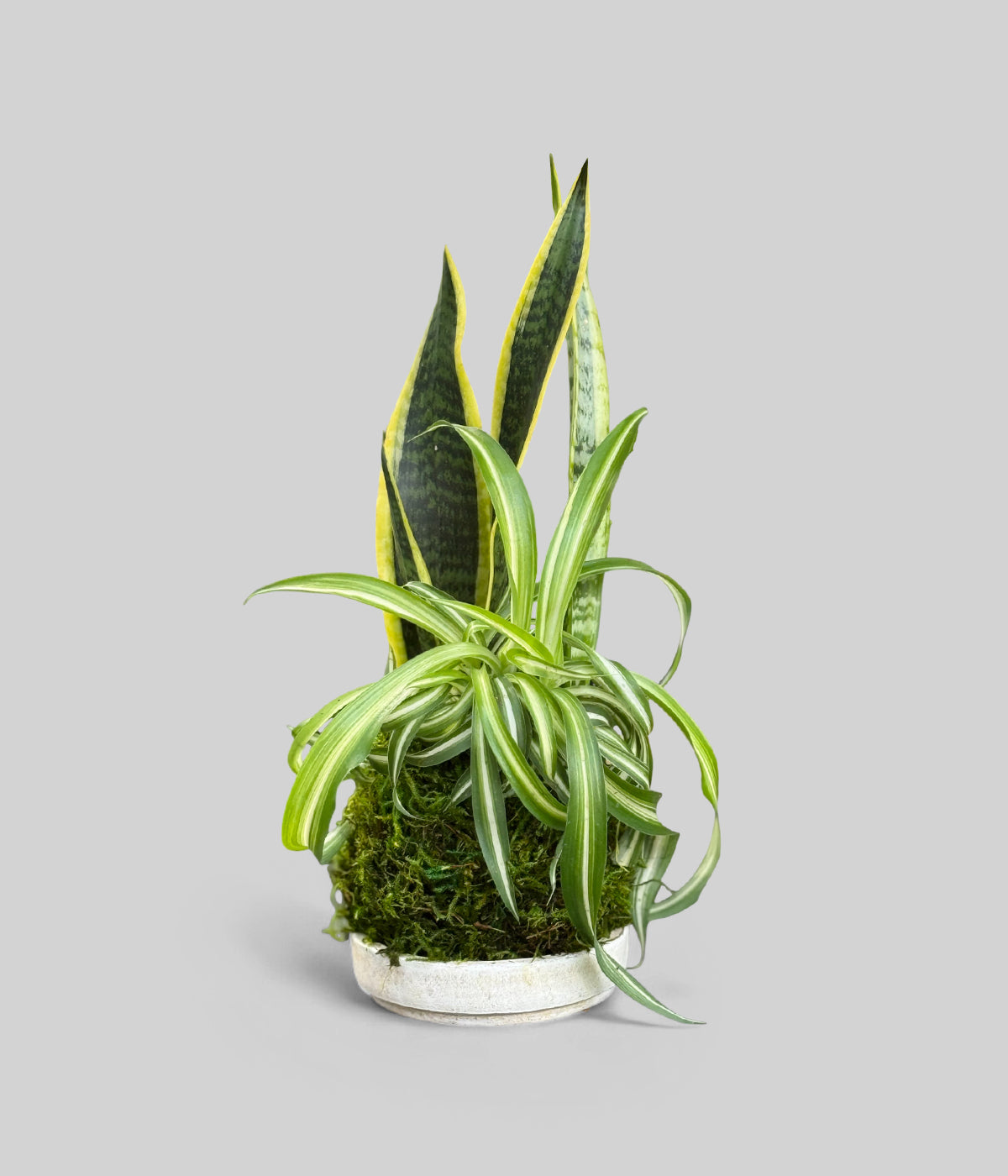 うみ◆ヘキサゴンフラワーカービング・カーネリアン×スキャポライト×あこや Japanese Moss Balls | Sansevieria and Spider Plant Kokedama
