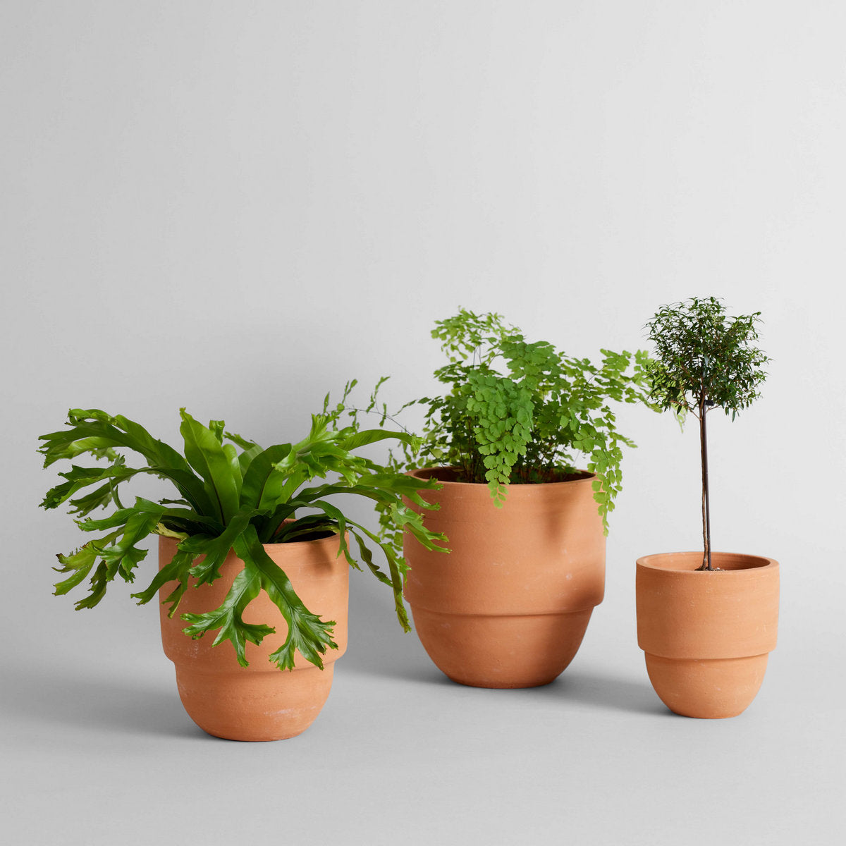 big pots plants Big Cuff Planter