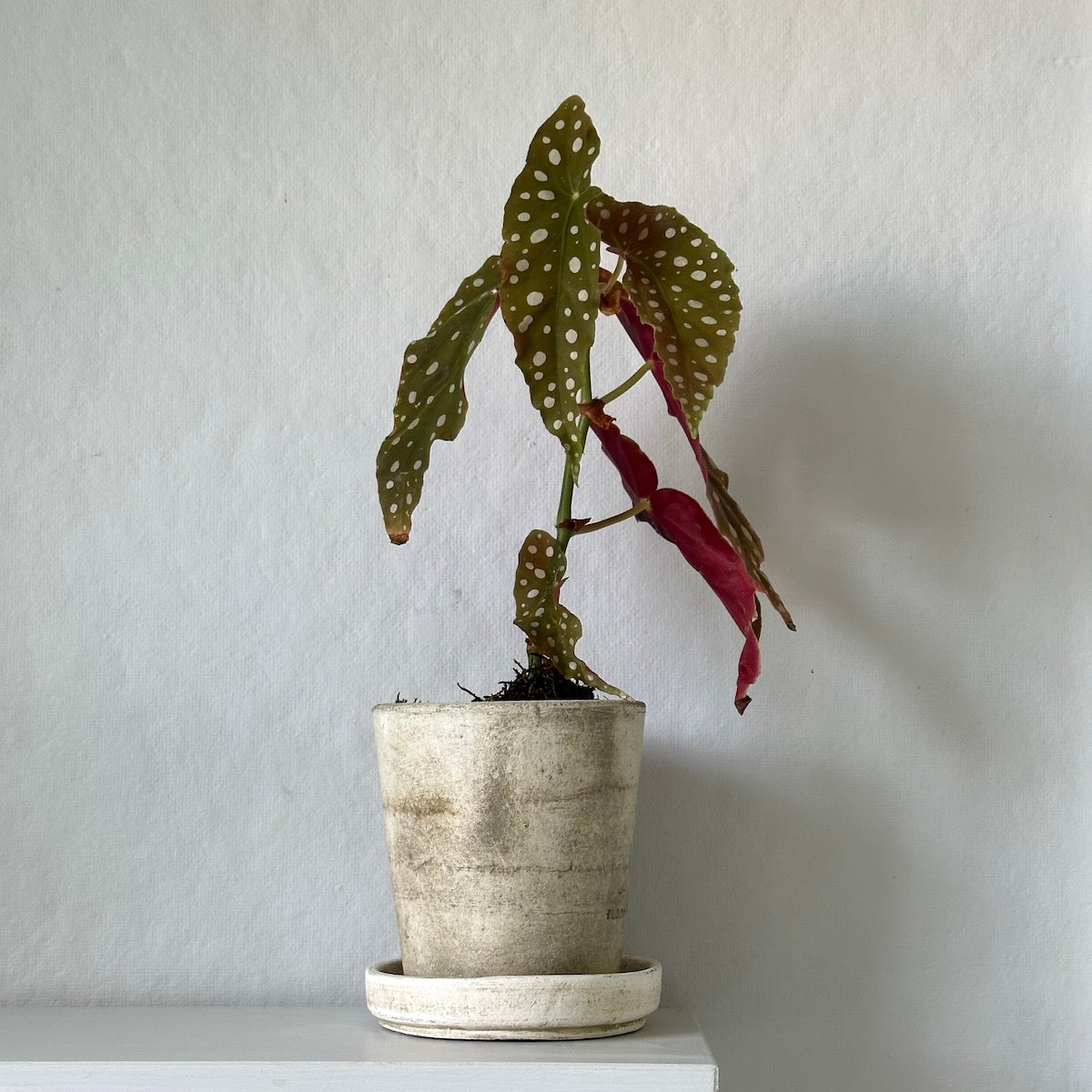 angel wings plant in pots Angel Wings Begonia, Potted