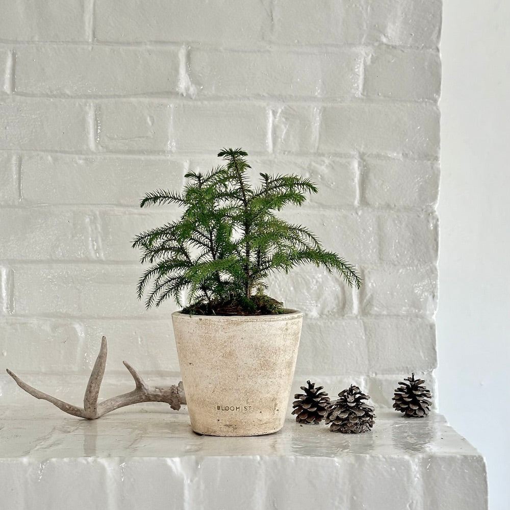 norfolk pine potted plant Potted Norfolk Pine