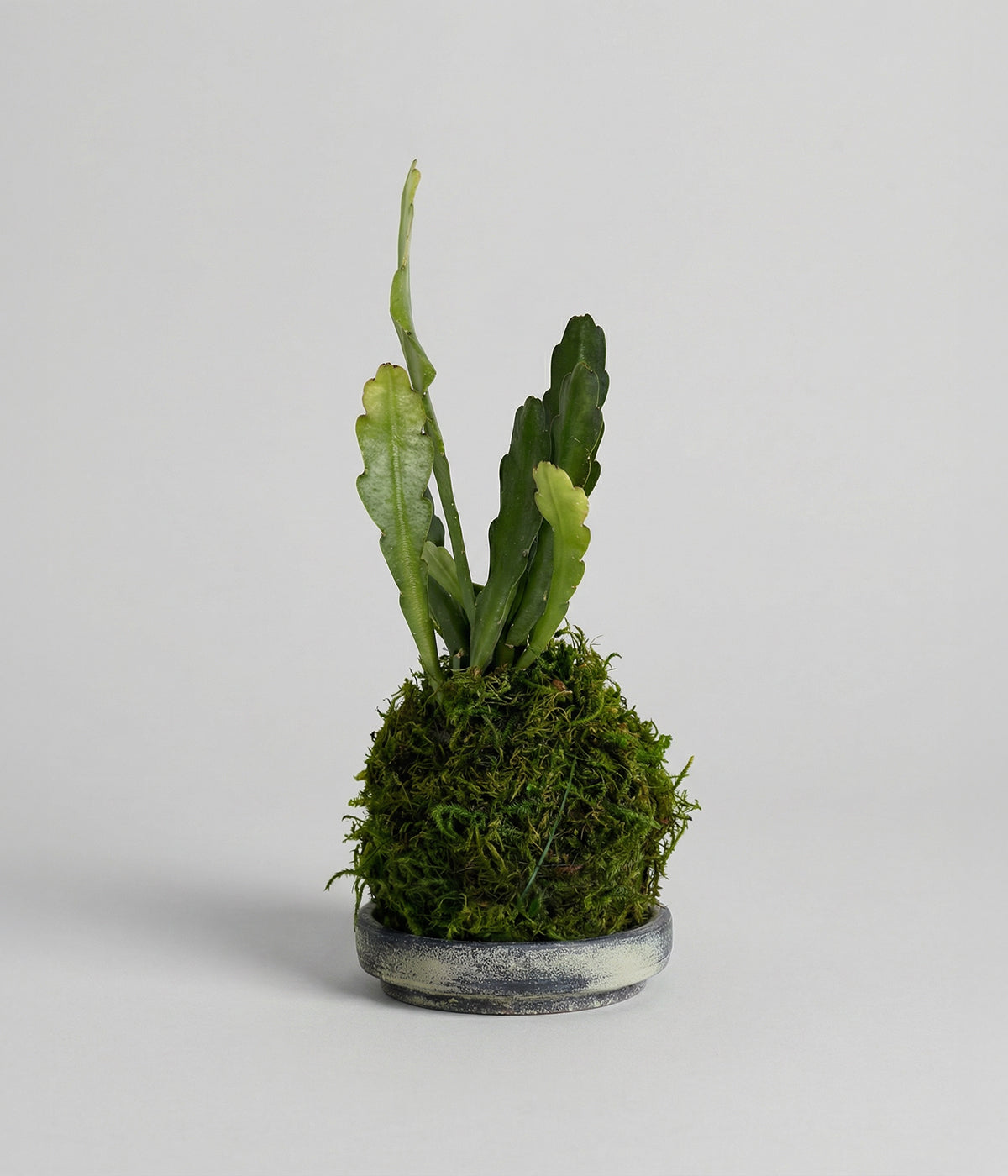 succulent that looks like moss Epiphyllum Orchid Cactus Kokedama | Rare Indoor Plants