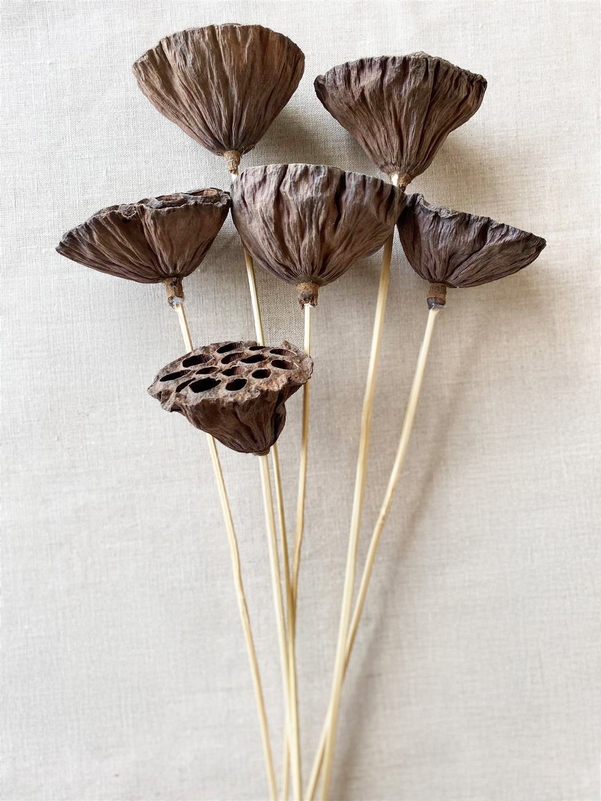 dried seed pods for flower arrangements Dried Natural Lotus Pods on Stems