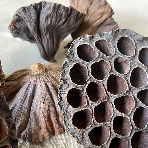 lotus plant seed pod Dried Lotus Pods