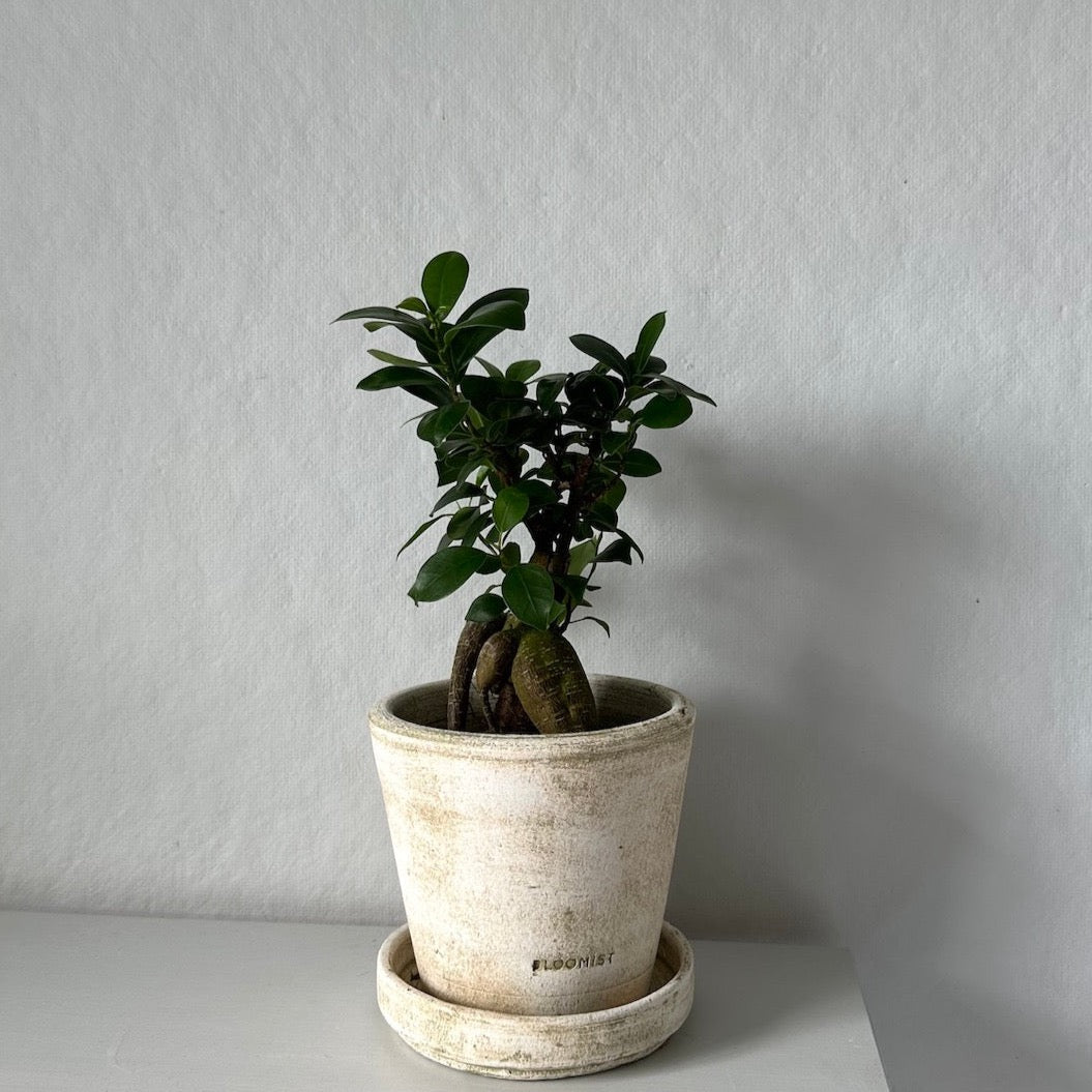 ficus bonsai shape Ficus Bonsai, Potted