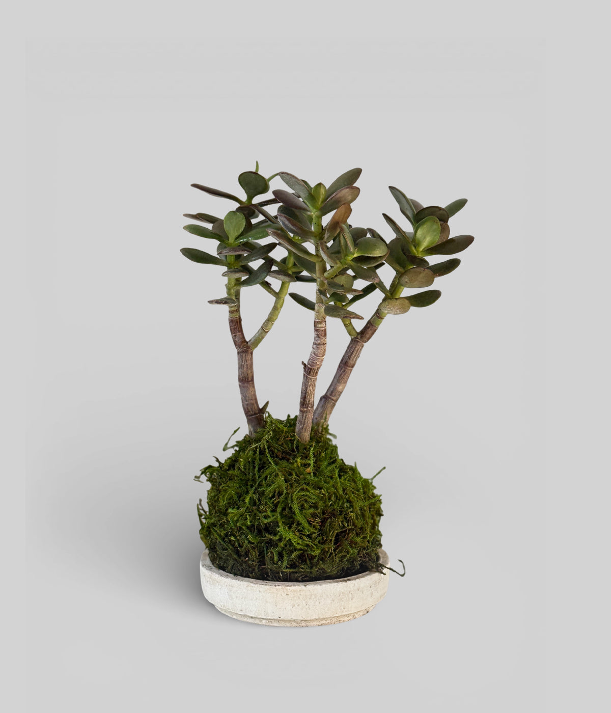 chinese jade plant black Bonsai Jade Tree Kokedama | Living Succulent
