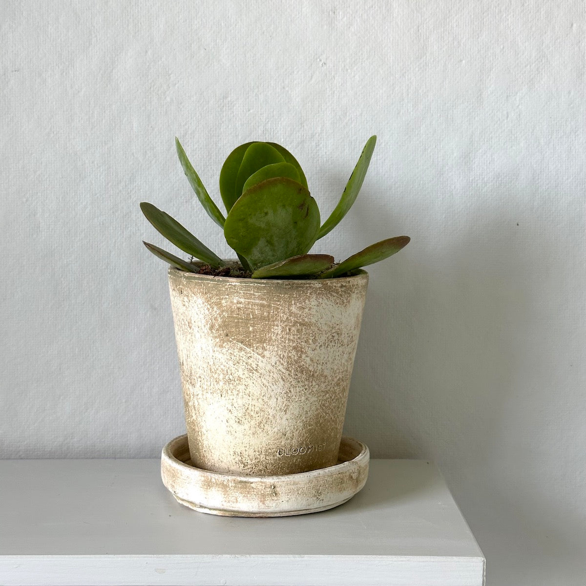 flapjack succulent indoors Kalanchoe Flap Jack, Potted
