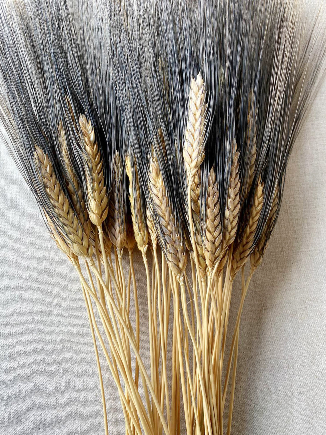 Dried Natural Black Beard Wheat, image size:1141x1521