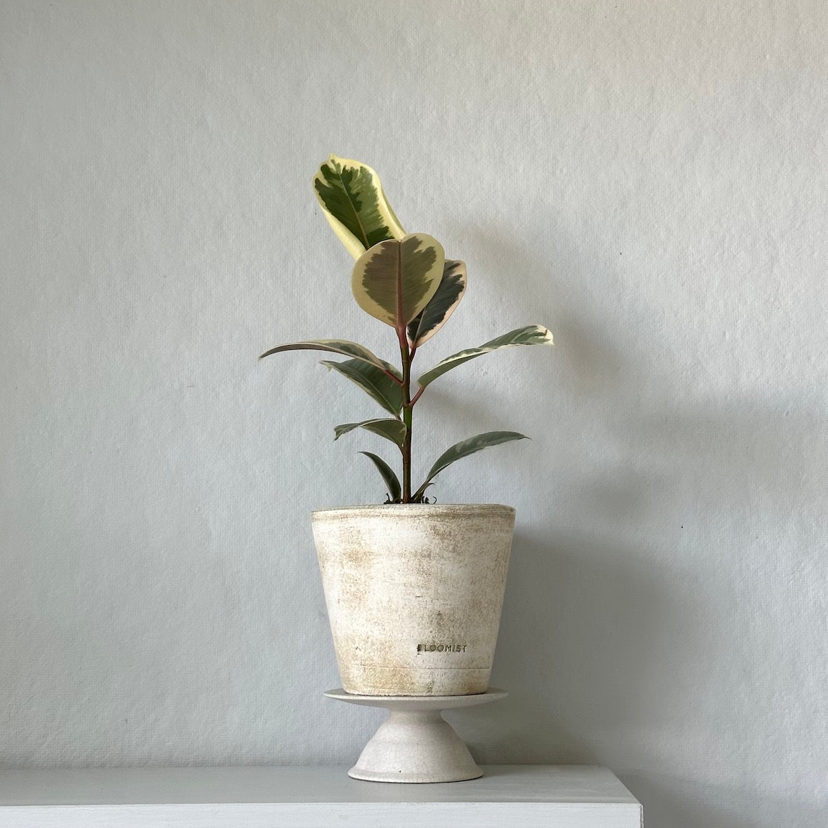 rubber tree plant pot Potted Rubber Tree