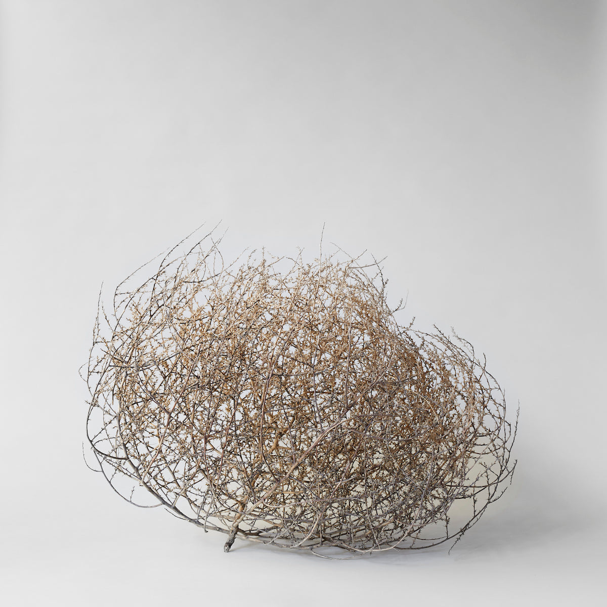 Dried Tumbleweed
