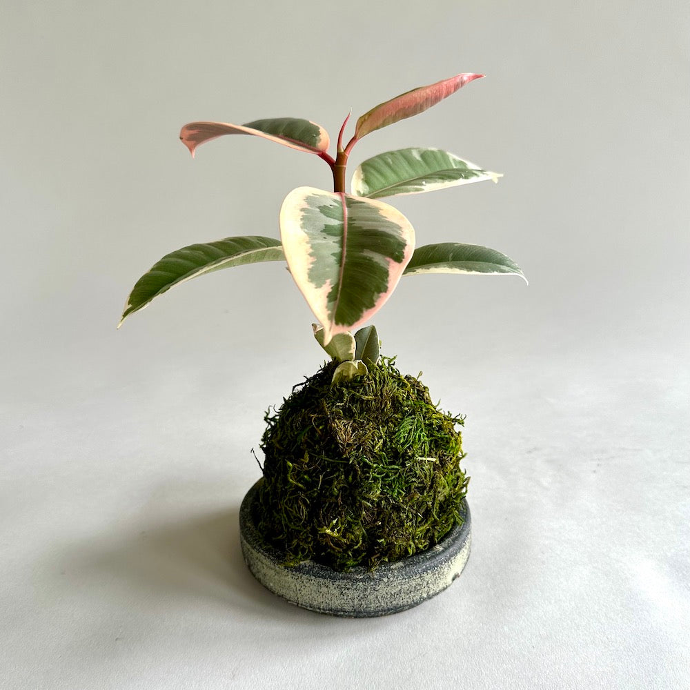 ficus tineke rubber tree Rubber Plant Kokedama