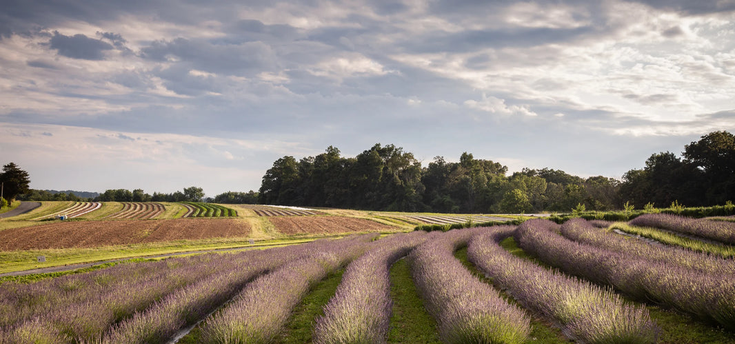 Get To Know Helen Norman, Founder Of Star Bright Farm And Proponent Of Herbs And Their Powers