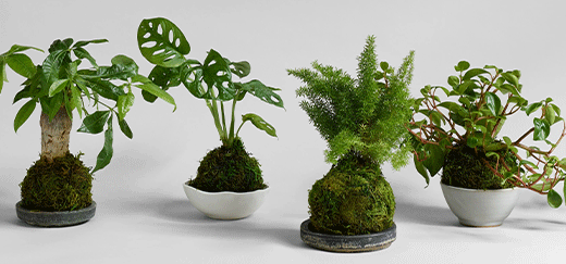 The Art of Kokedama: How to Create and Care for Your Moss Ball Garden