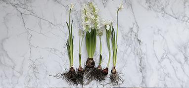 BRING A LITTLE SPRING INDOORS