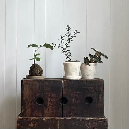 potted olive tree plant Olive Tree, Potted