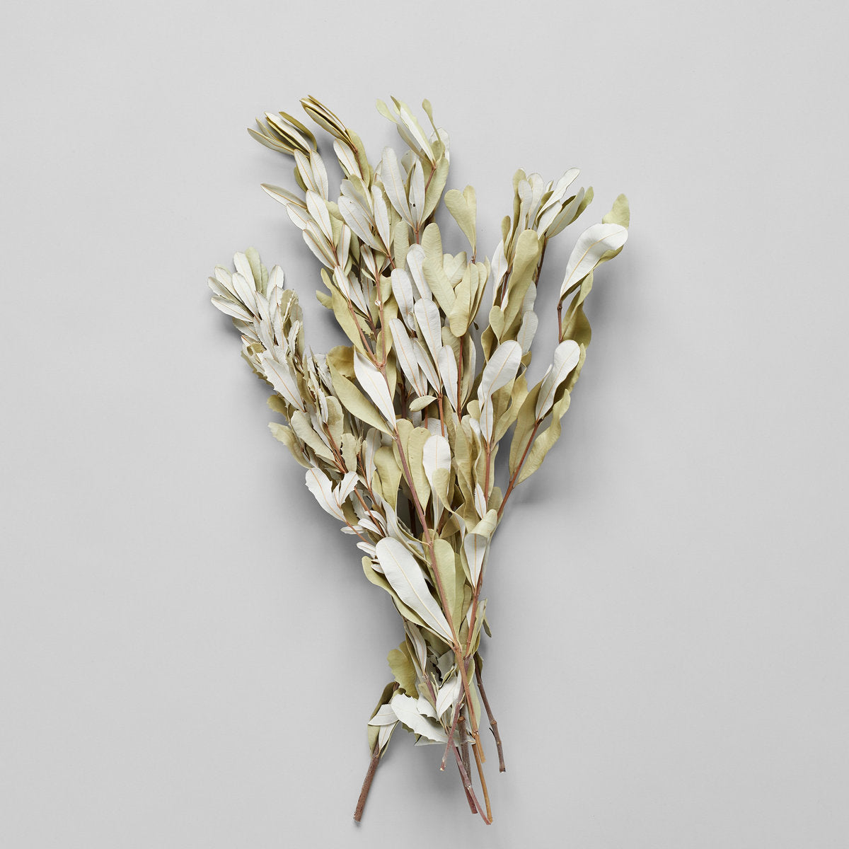 Dried Banksia Foliage