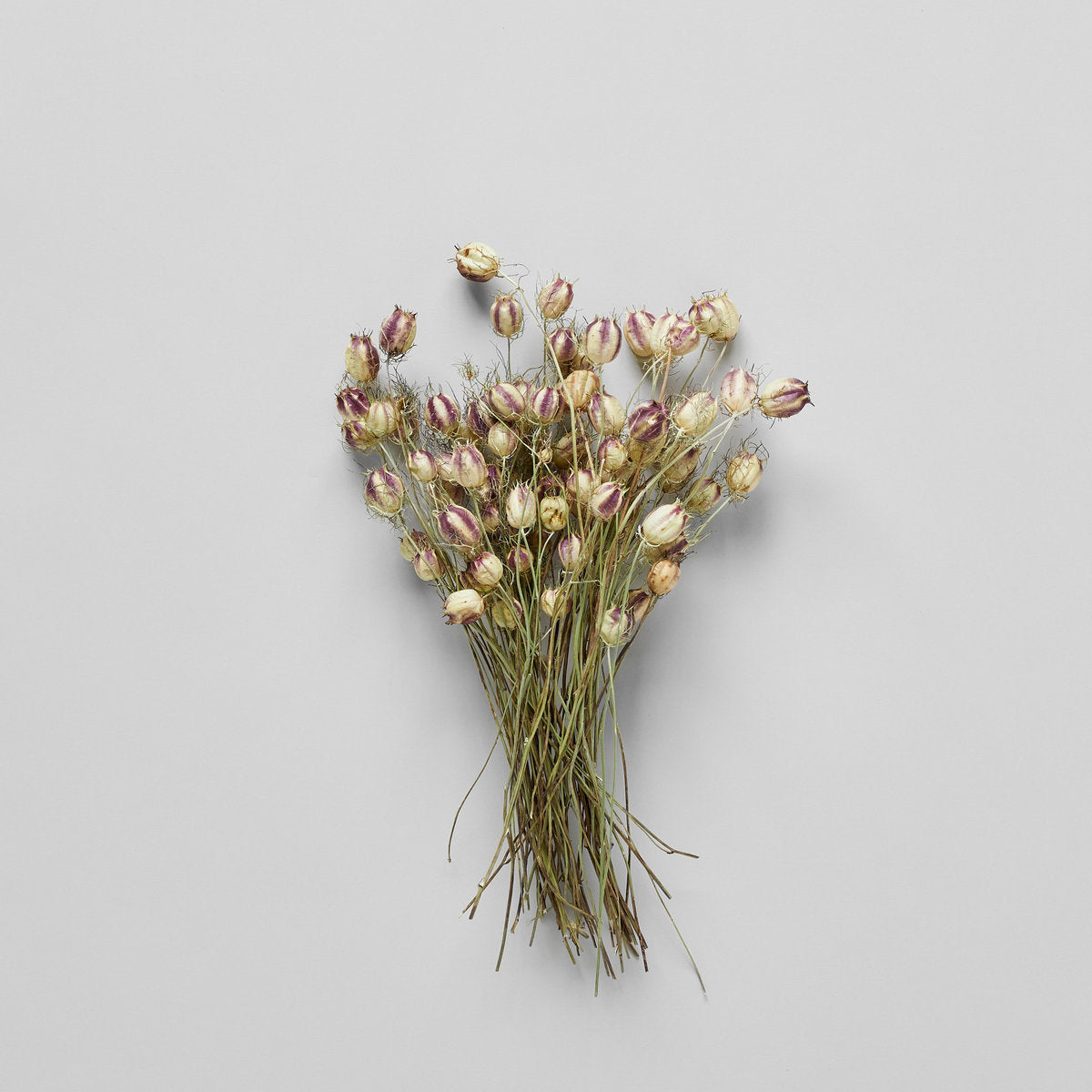 Bloomist Dried Nigella Pods for Crafts and Decor