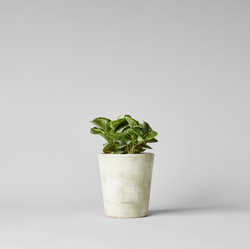 Basic Planter, White Patina - Bloomist