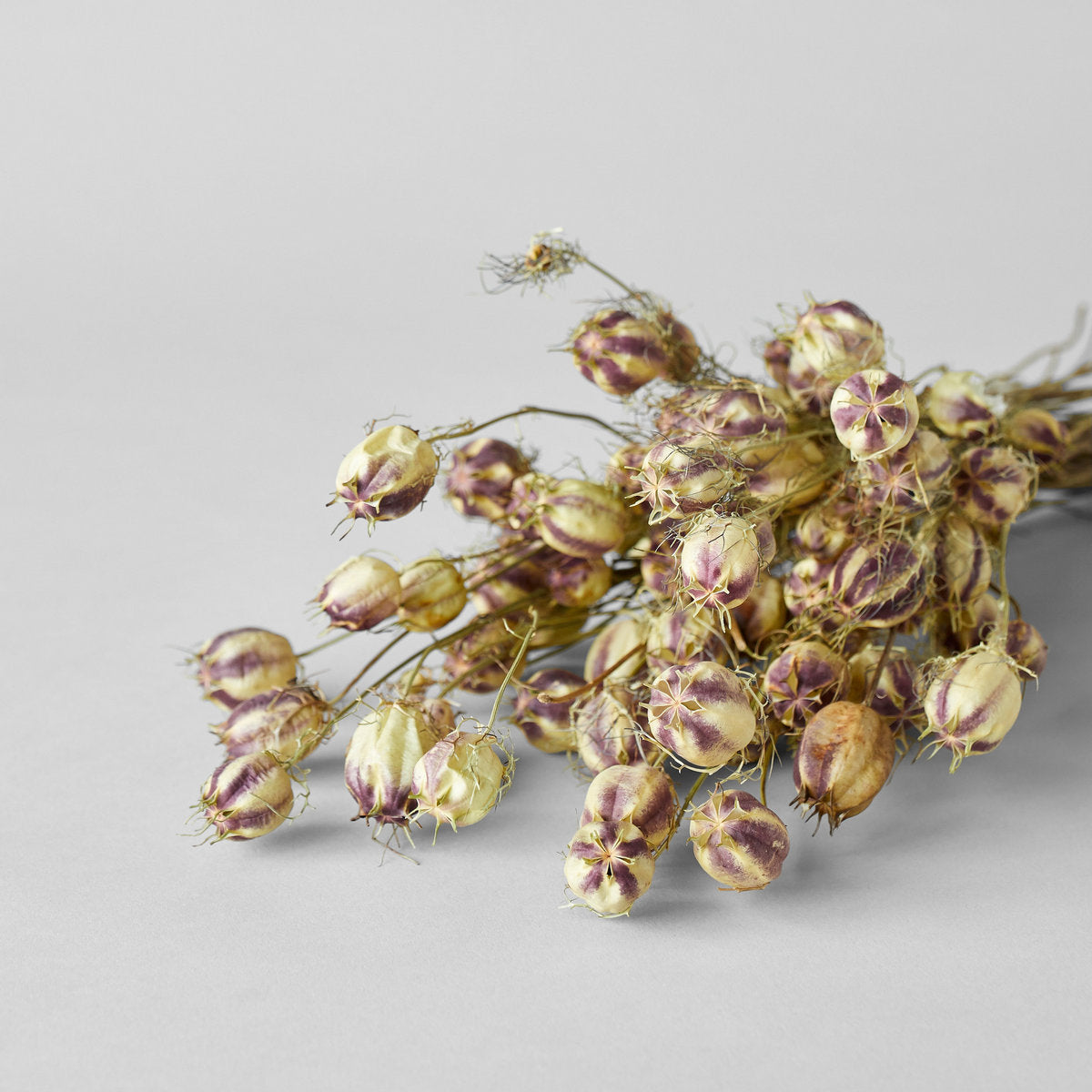 Dried Nigella Pods - Thumbnail 3