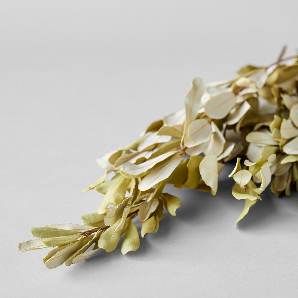 Closeup of a bunch of dried Banksia with it's delicate leaves