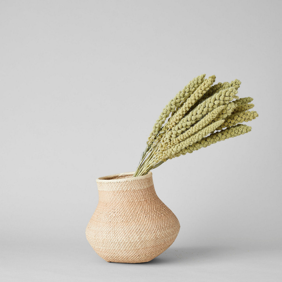 Dried Spray Millet - Bloomist