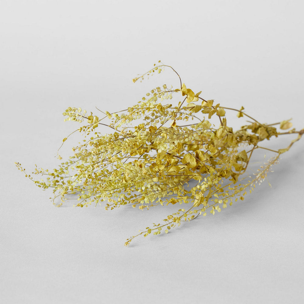 Dried Pepper Grass - Bloomist