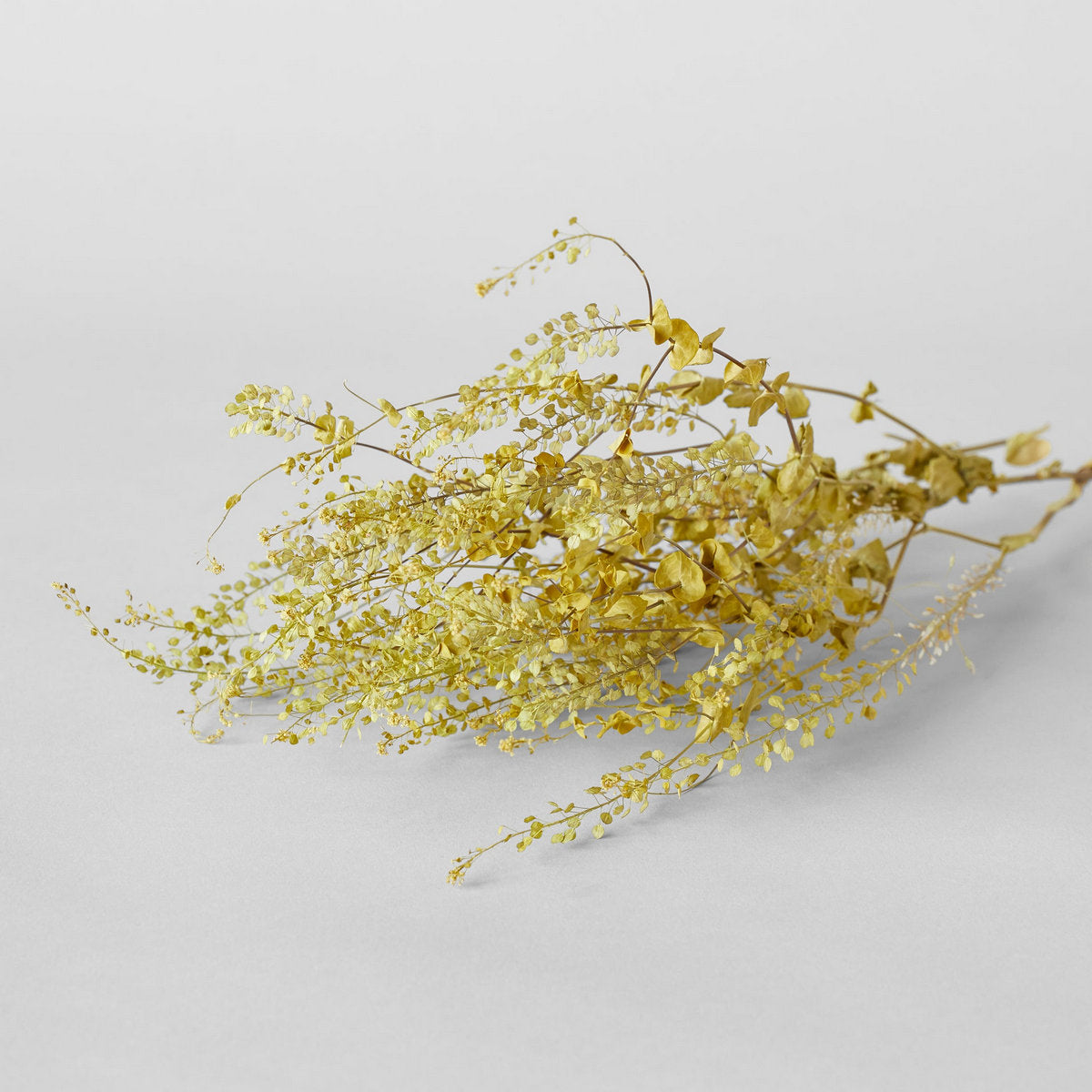 Dried Pepper Grass - Bloomist