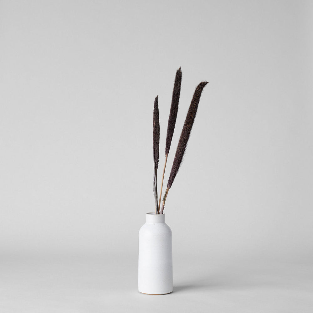 Dried Purple Majesty Millet - Bloomist