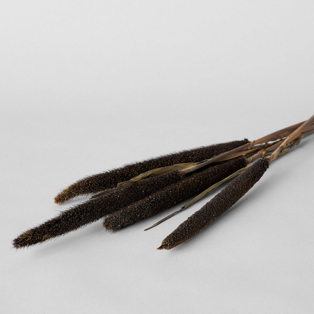 Dried Purple Majesty Millet - Bloomist