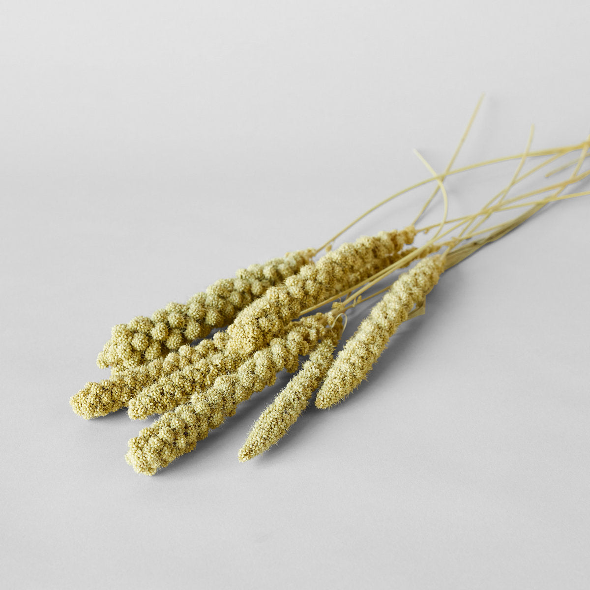 Dried Spray Millet - Bloomist