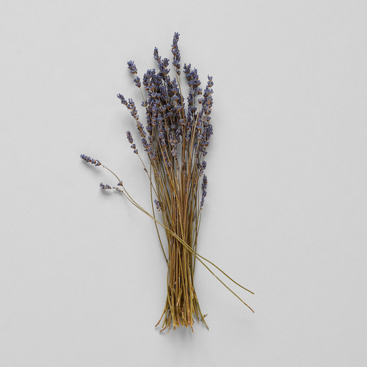 Dried Lavender - Bloomist