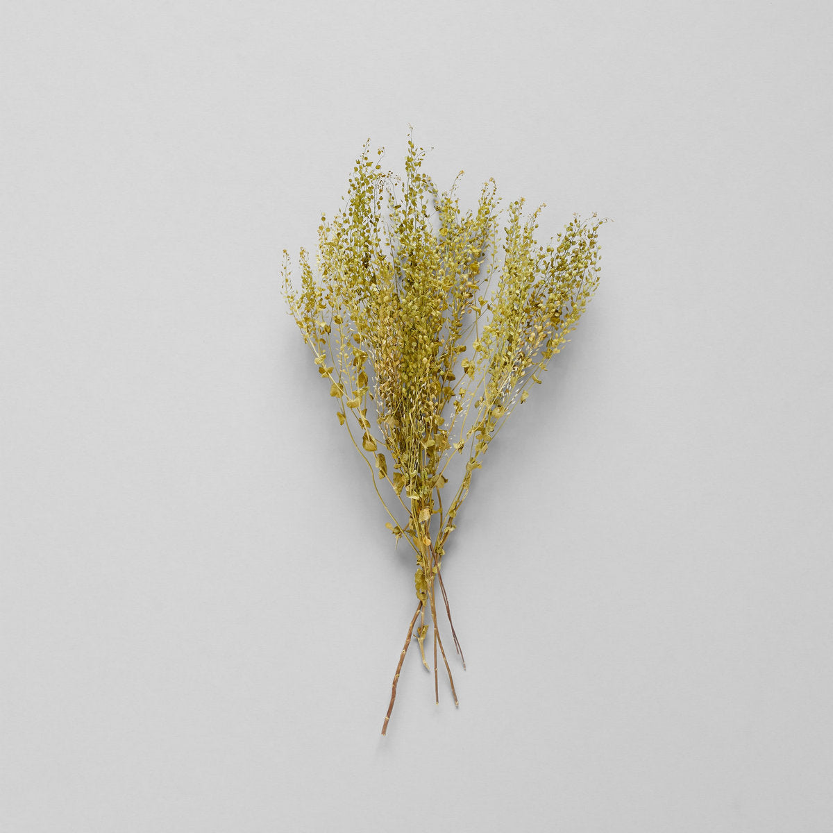 Dried Pepper Grass - Bloomist