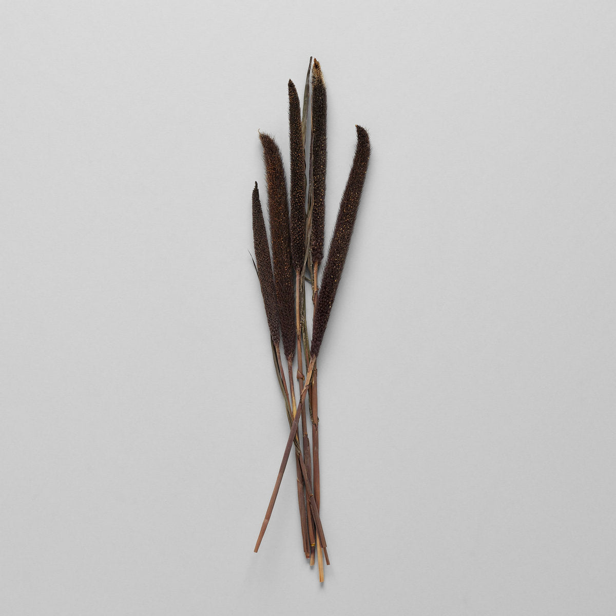 Dried Purple Majesty Millet - Thumbnail 3