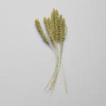 Dried Spray Millet - Bloomist