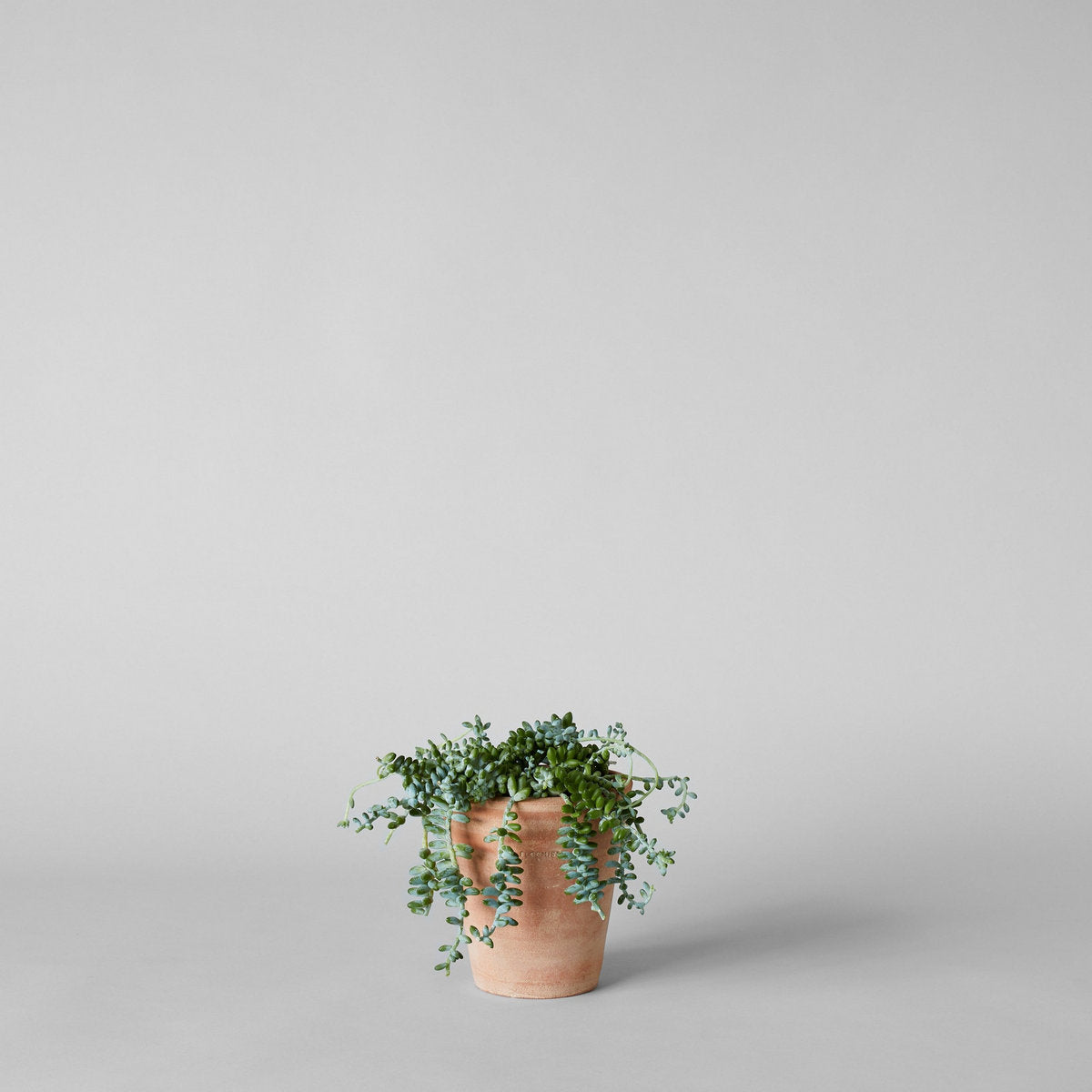 Studio Planter, Whitewash - Bloomist