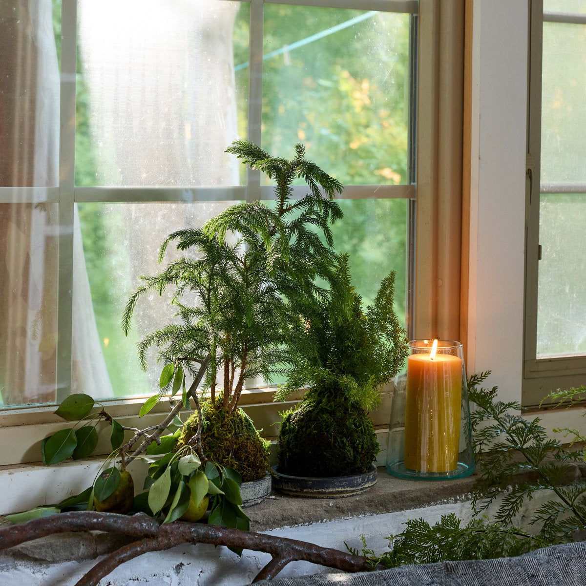 Norfolk Pine Kokedama - Bloomist