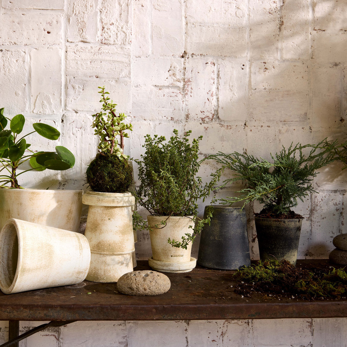 Variegated Elephant Bush Kokedama - Bloomist