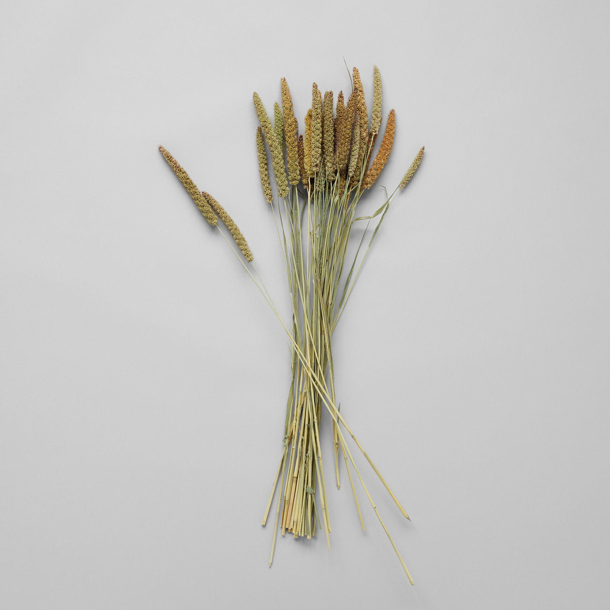 China Millet