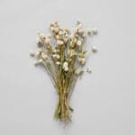 Cream Globe Amaranthus - Bloomist