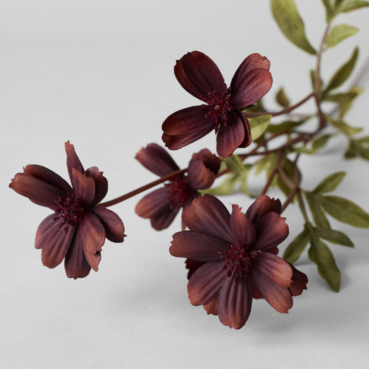 EcoFaux Chocolate Cosmos Stem - Bloomist